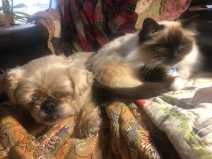 Dog and Cat sitting on chair.